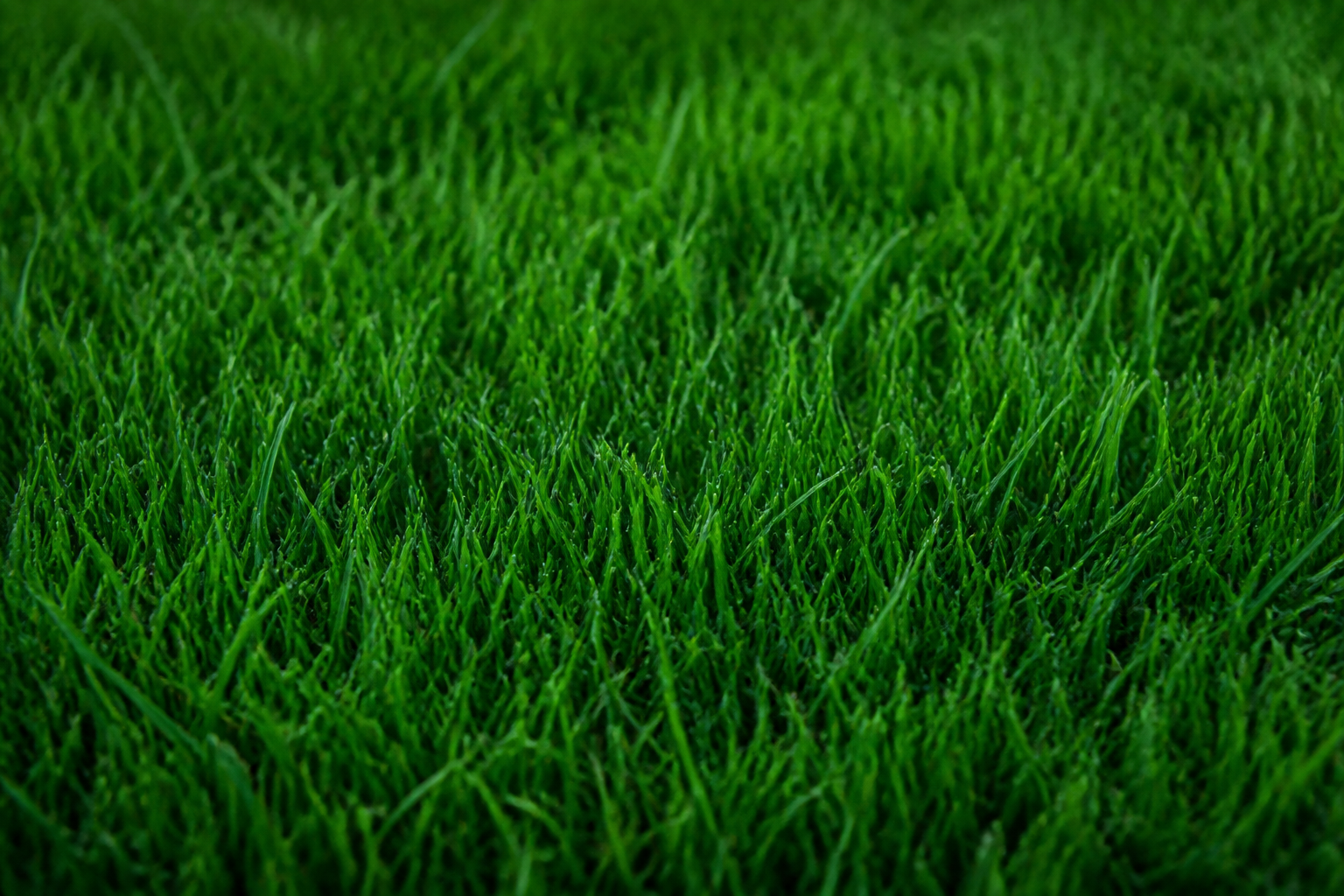 Grass texture